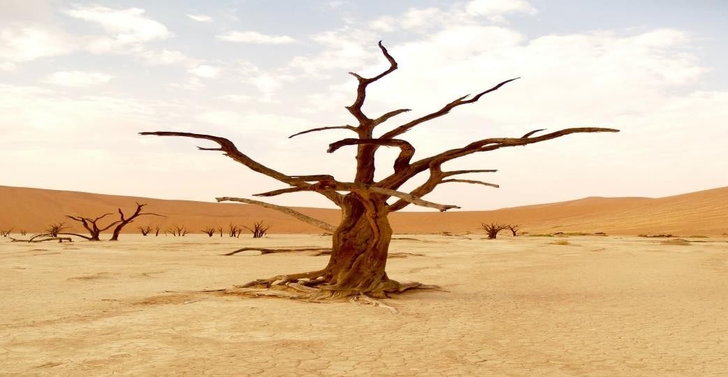 A dead tree standing in cracked, drought-stricken earth