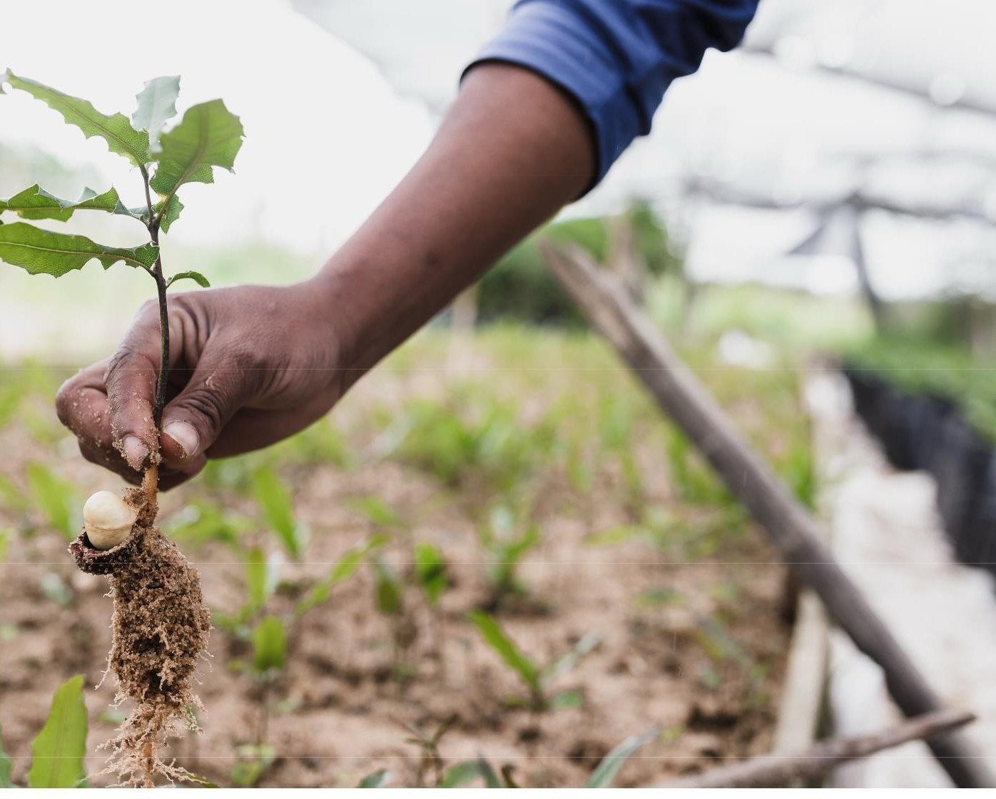 A hand holding a young tree seedling with roots and soil, ready for planting